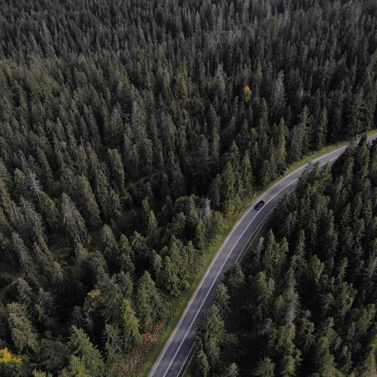 weg door het bos vanuit vogelperspectief, transfer van Krakow naar Zakopane