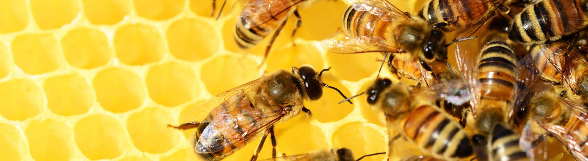 Krakau's Honingfestival: Een Viering van Honing en Bijen op het Wolnica-plein